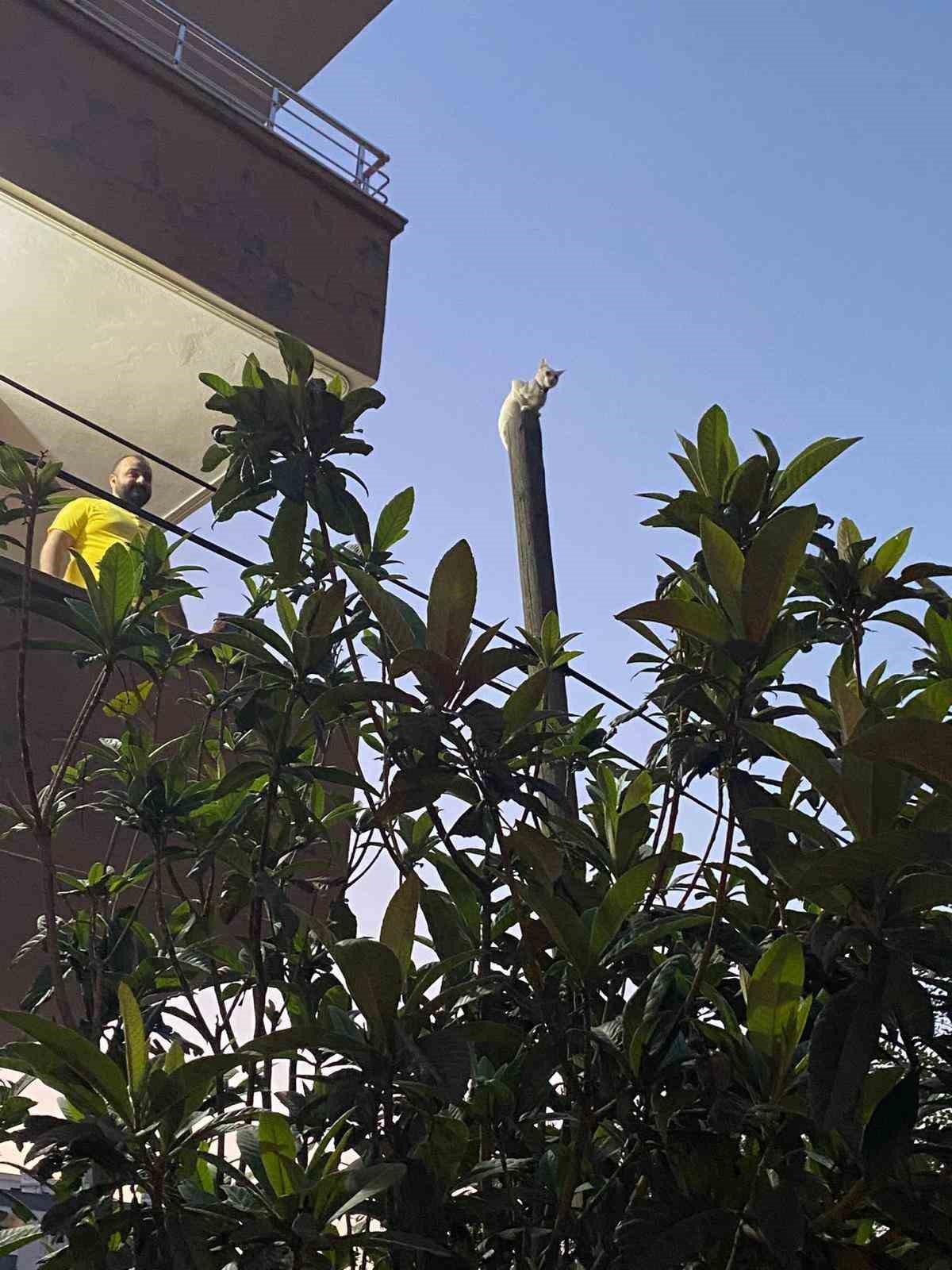 Balkondan atladığı direkte mahsur kalan kediyi itfaiye kurtardı