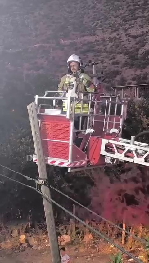 Balkondan atladığı direkte mahsur kalan kediyi itfaiye kurtardı