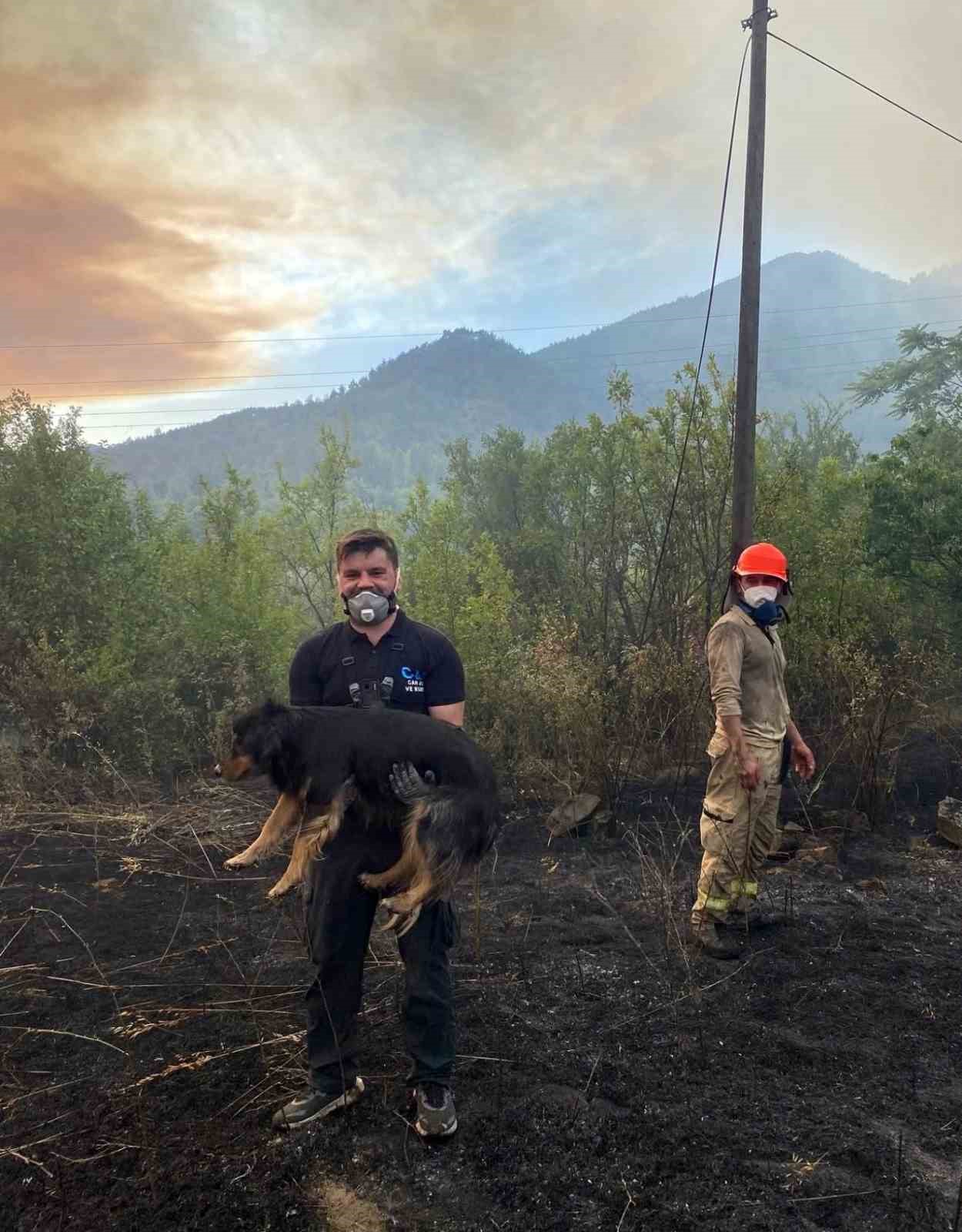 Orman yangınında alevlerin ortasındaki köpeği kurtaran görevli takdir topladı