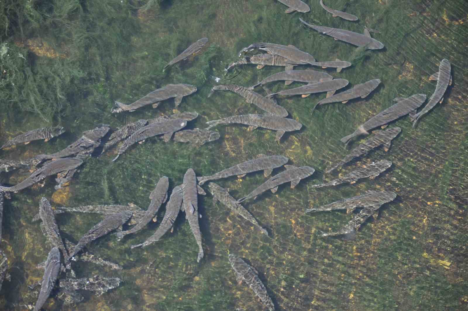 Kars’ta baraj kapağı kapatıldı, yüzlerce balık mahsur kaldı