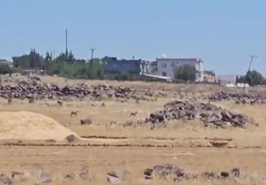 Siverek’te nesli tükenme tehlikesi altındaki ceylanlar görüntülendi