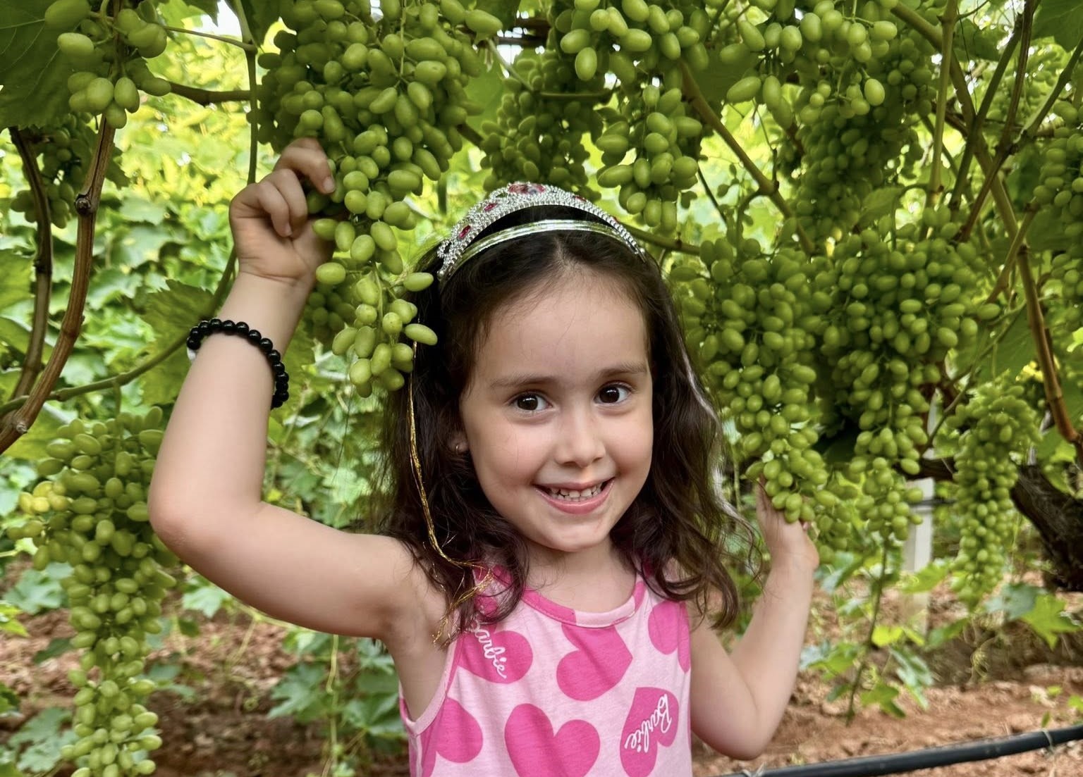 Sultaniye Üzümü çiftçinin baş tacı