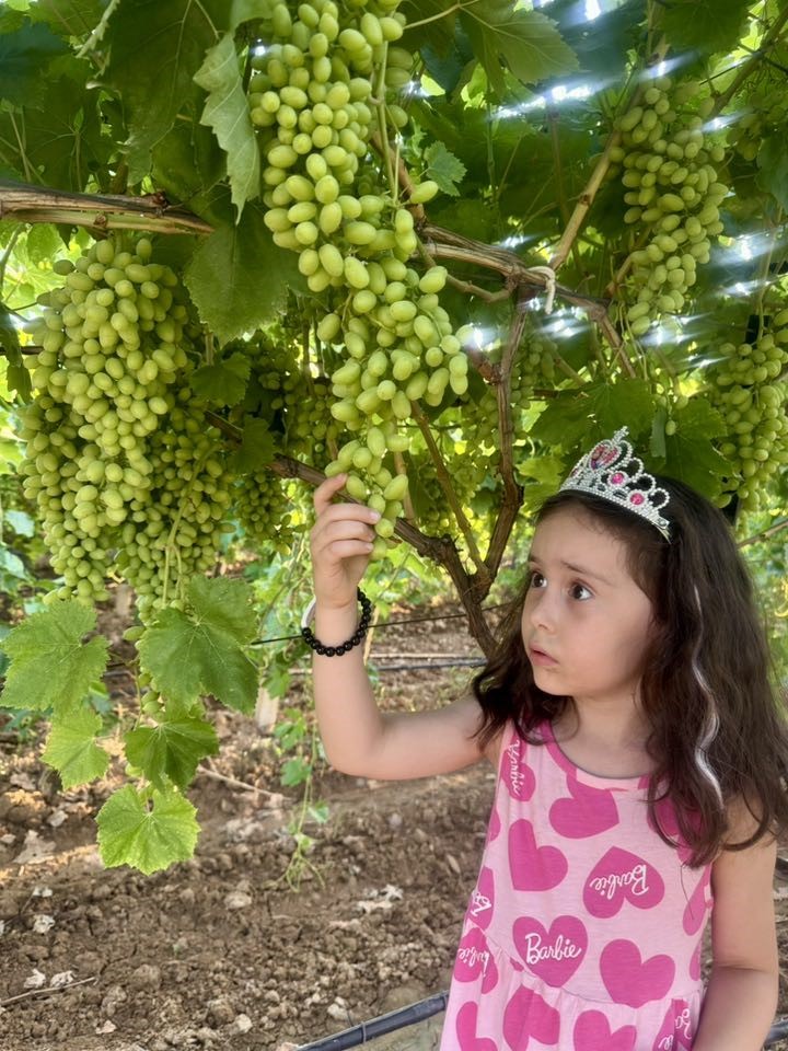 Sultaniye Üzümü çiftçinin baş tacı
