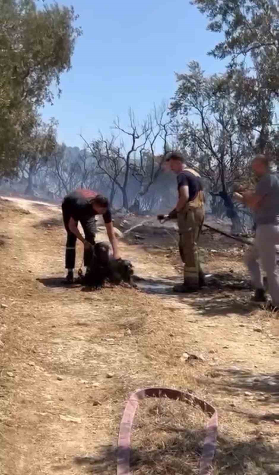 Yangından kurtarılan köpekler böyle görüntülendi