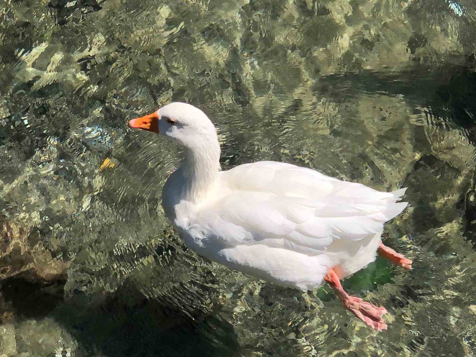 İnönü Havacılık Eğitim Merkezi’ndeki doğal güzellik
