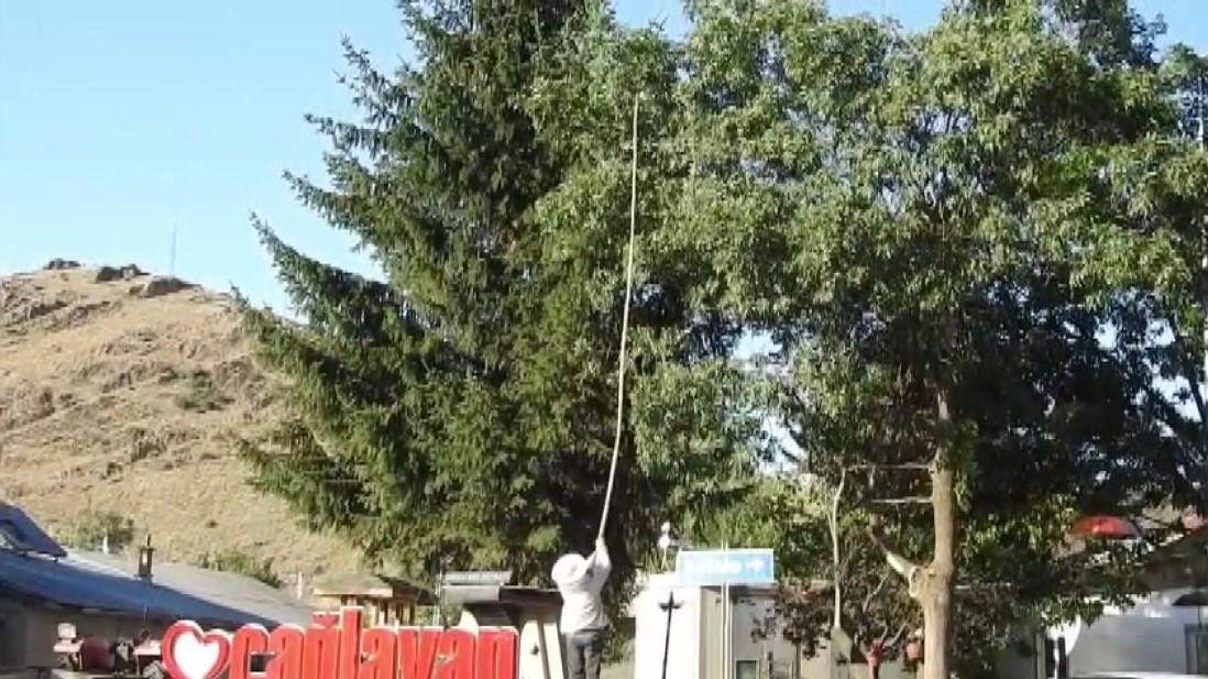 Erzincan’da arı paniği
