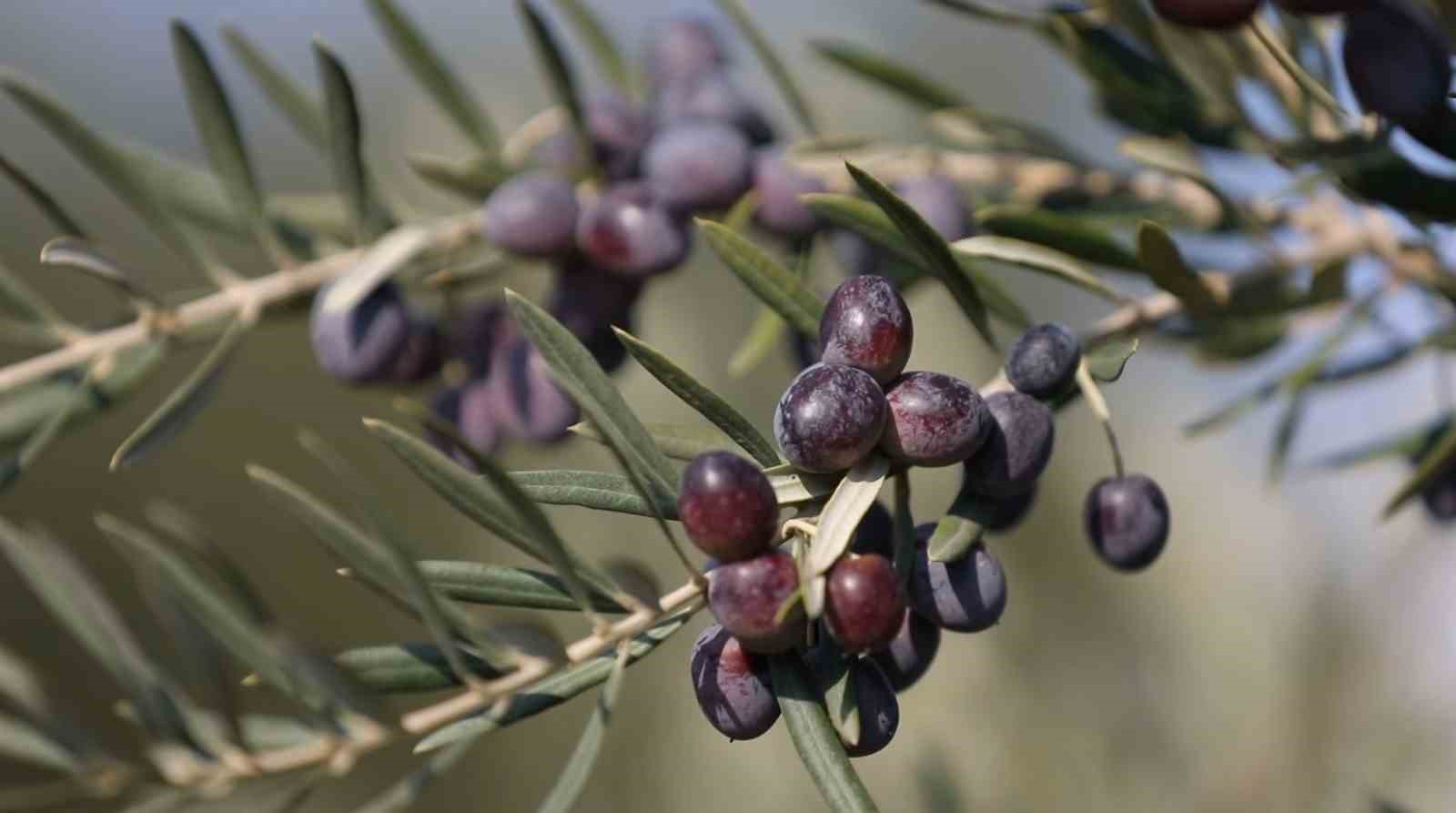 Gaziantep Nizip zeytinyağı dünyanın en iyisi seçildi