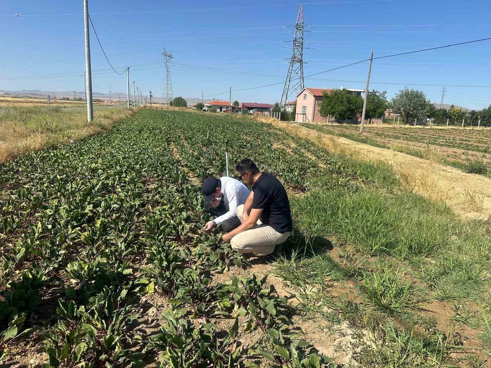 Kornişon salatalık ve kırmızı pancarda hastalık ve zararlıların takibi sürüyor