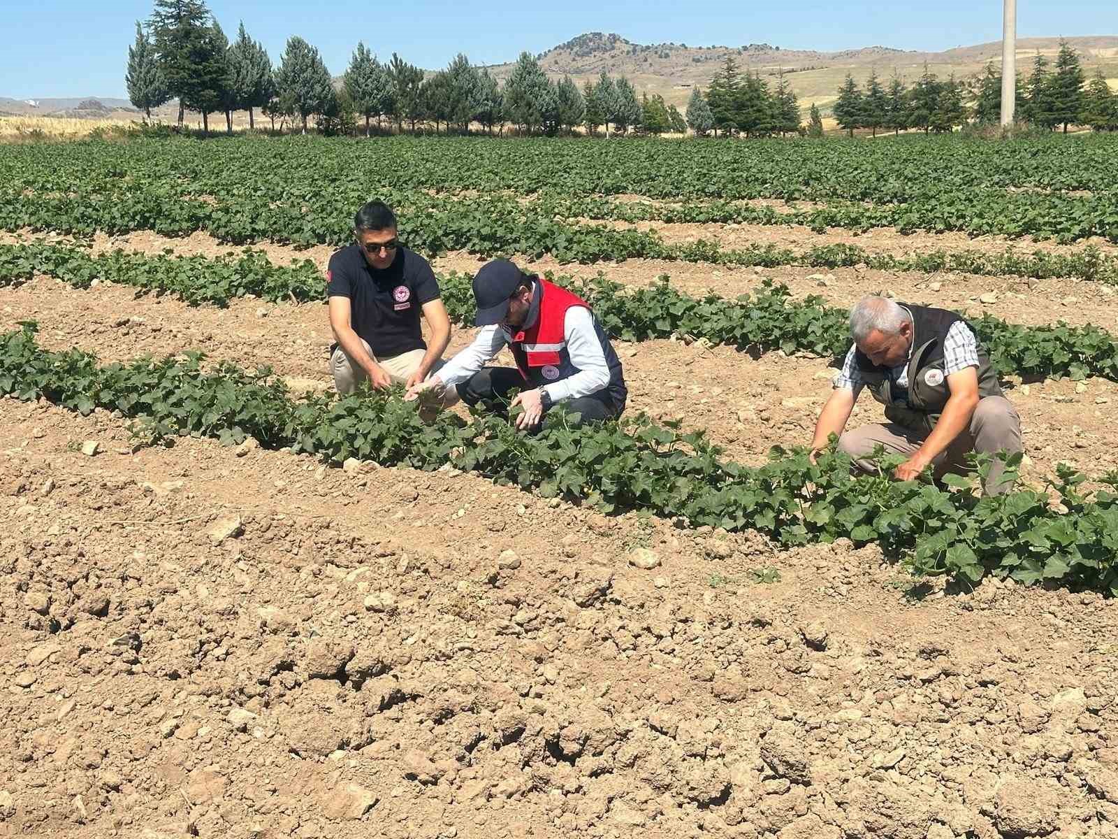 Kornişon salatalık ve kırmızı pancarda hastalık ve zararlıların takibi s&uuml;r&uuml;yor

