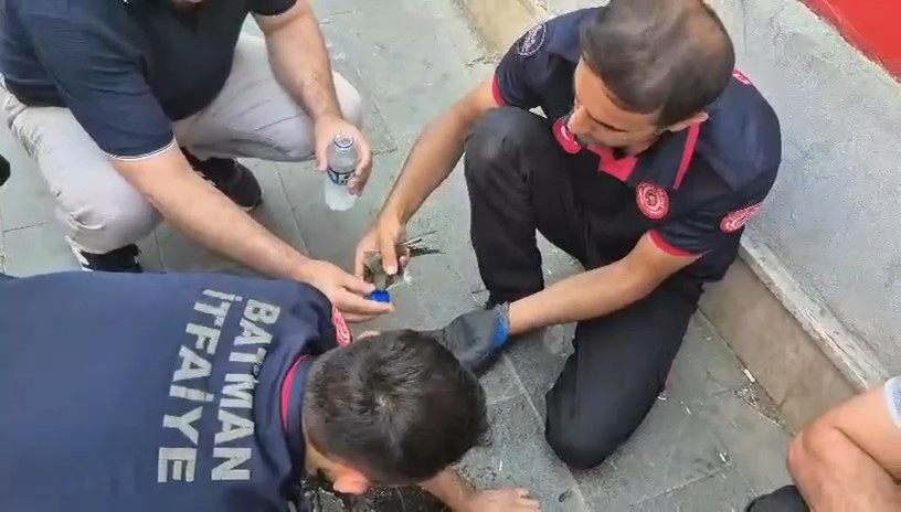 Batman&rsquo;da ebabil kuşları i&ccedil;in seferberlik
