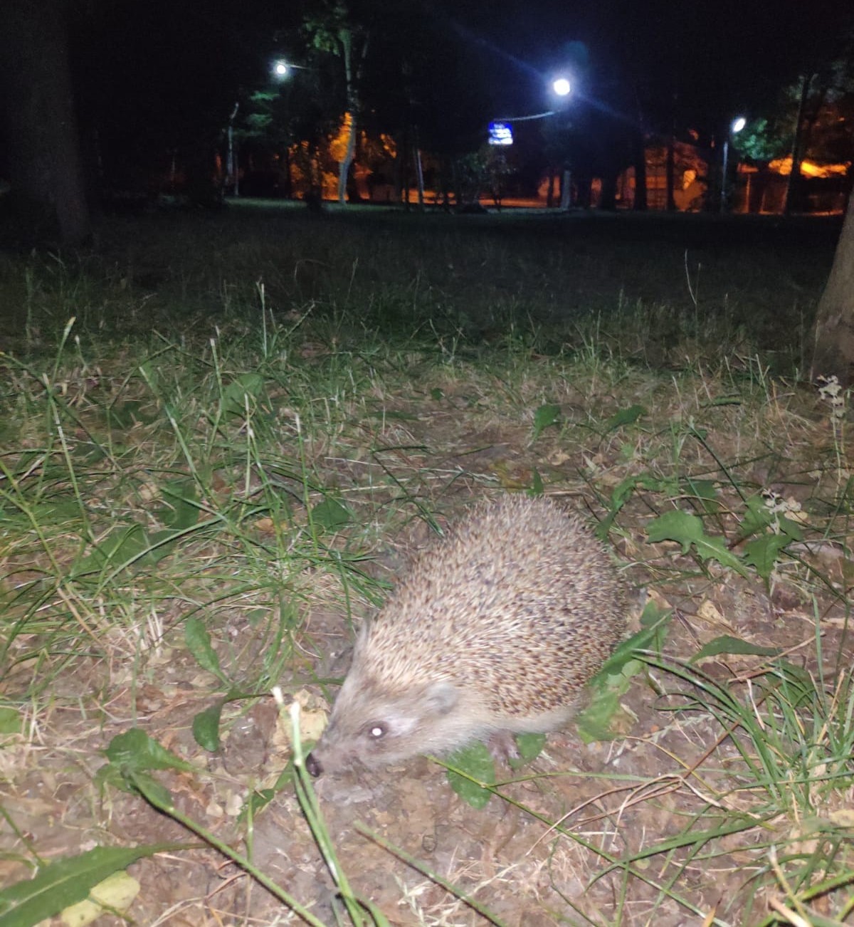 Buldan&rsquo;da oklu kirpi kameralara yakalandı
