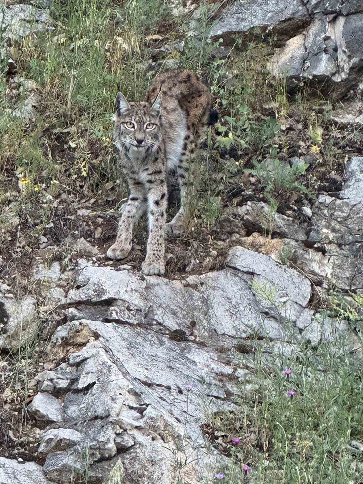 Kırmızı listedeki vaşak Kemaliye’de görüntülendi