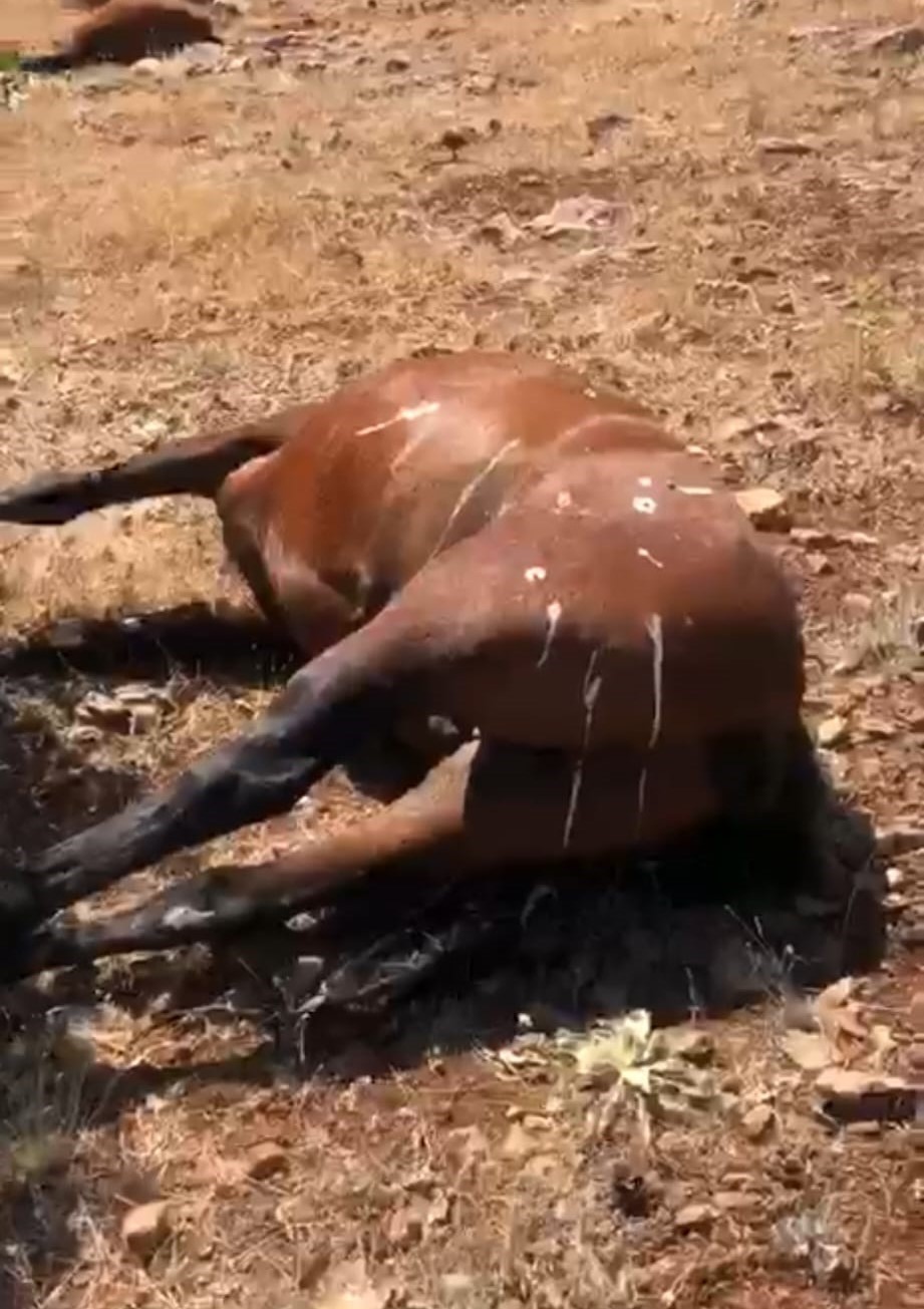 Batman’da öldürülen 7 yılkı atı için 3 şüphelinin ifadesi alındı