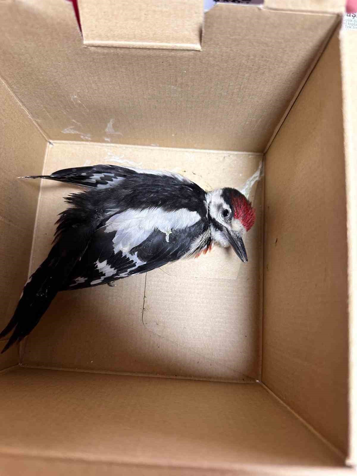 Besni&rsquo;de yaralı halde bulunan ağa&ccedil;kakan koruma altına alındı
