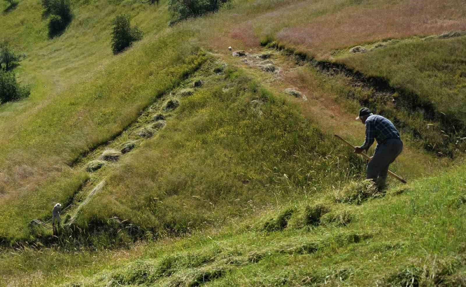 Muş&rsquo;ta ot bi&ccedil;me sezonu başladı

