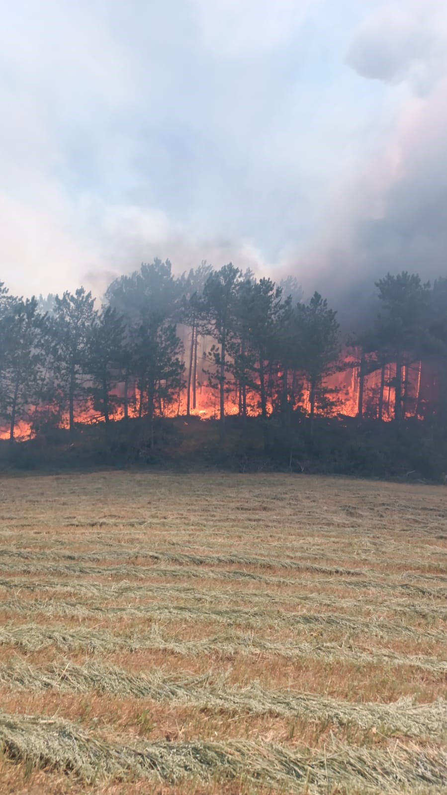 Göynük’te orman yangını başladı: Havadan ve karadan müdahale sürüyor