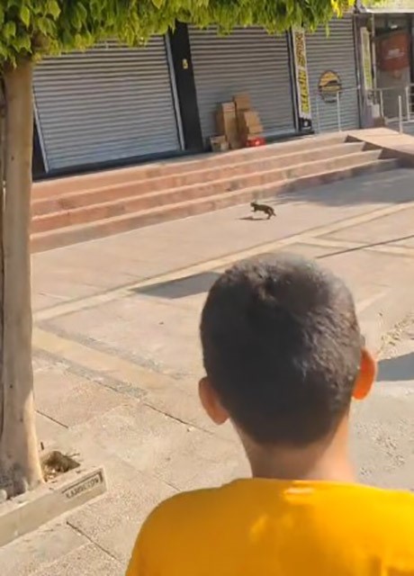 Minib&uuml;ste yavru kedi kurtarma seferberliği
