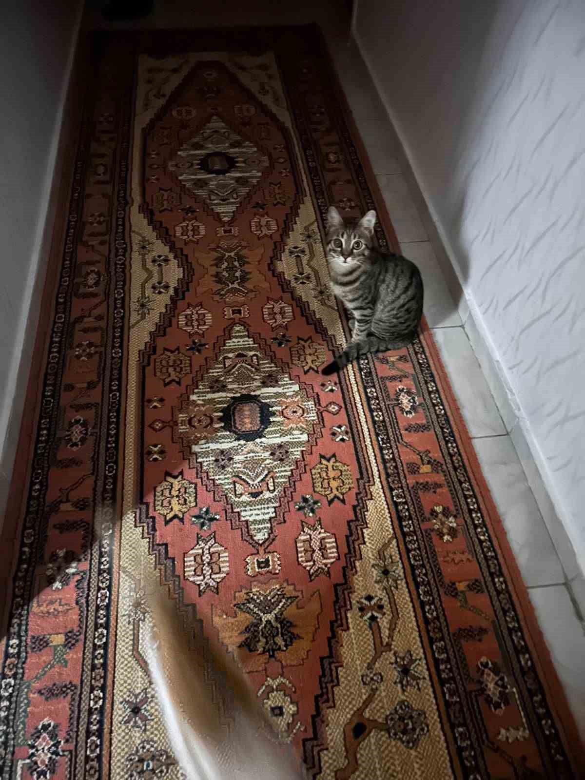 Acılı anne, kızından geriye kalan kedilere kavuştu
