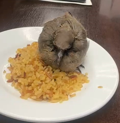 Bitkin düşen kuşu esnaf yemek ve suyla besledi