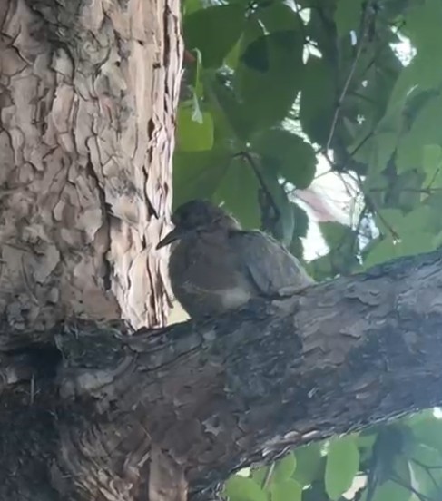 Bitkin d&uuml;şen kuşu esnaf yemek ve suyla besledi

