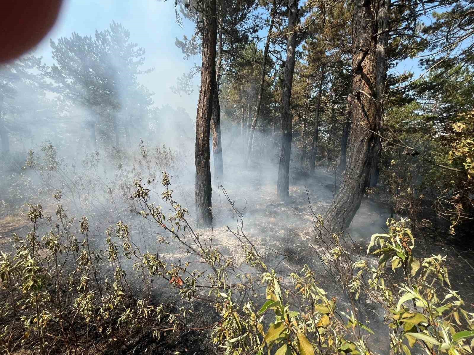 Ormanlık alandaki örtü yangını büyümeden söndürüldü