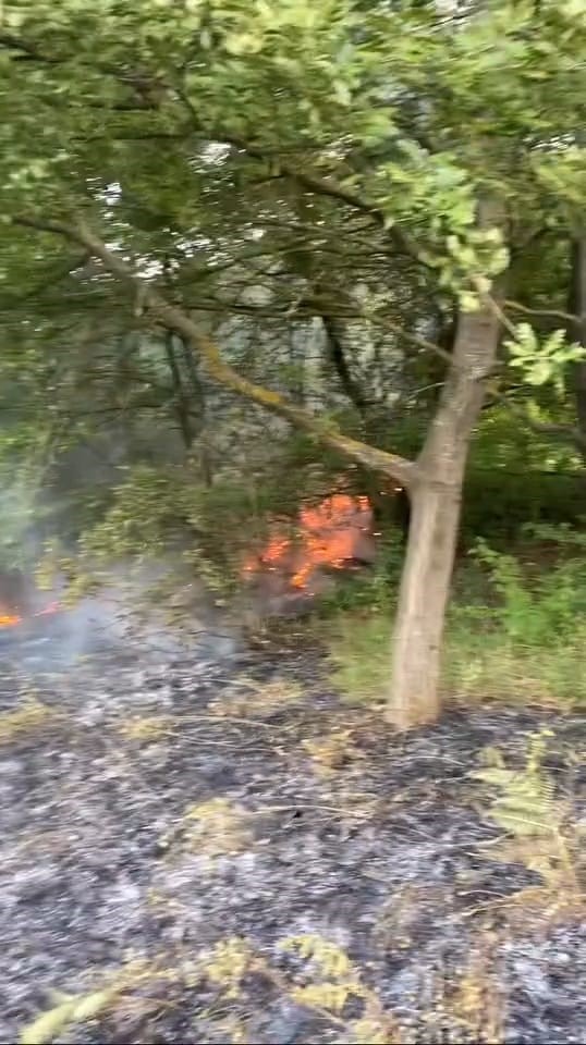 Bursa&rsquo;da &ccedil;&ouml;pl&uuml;kte &ccedil;ıkan yangın ormana sı&ccedil;radı
