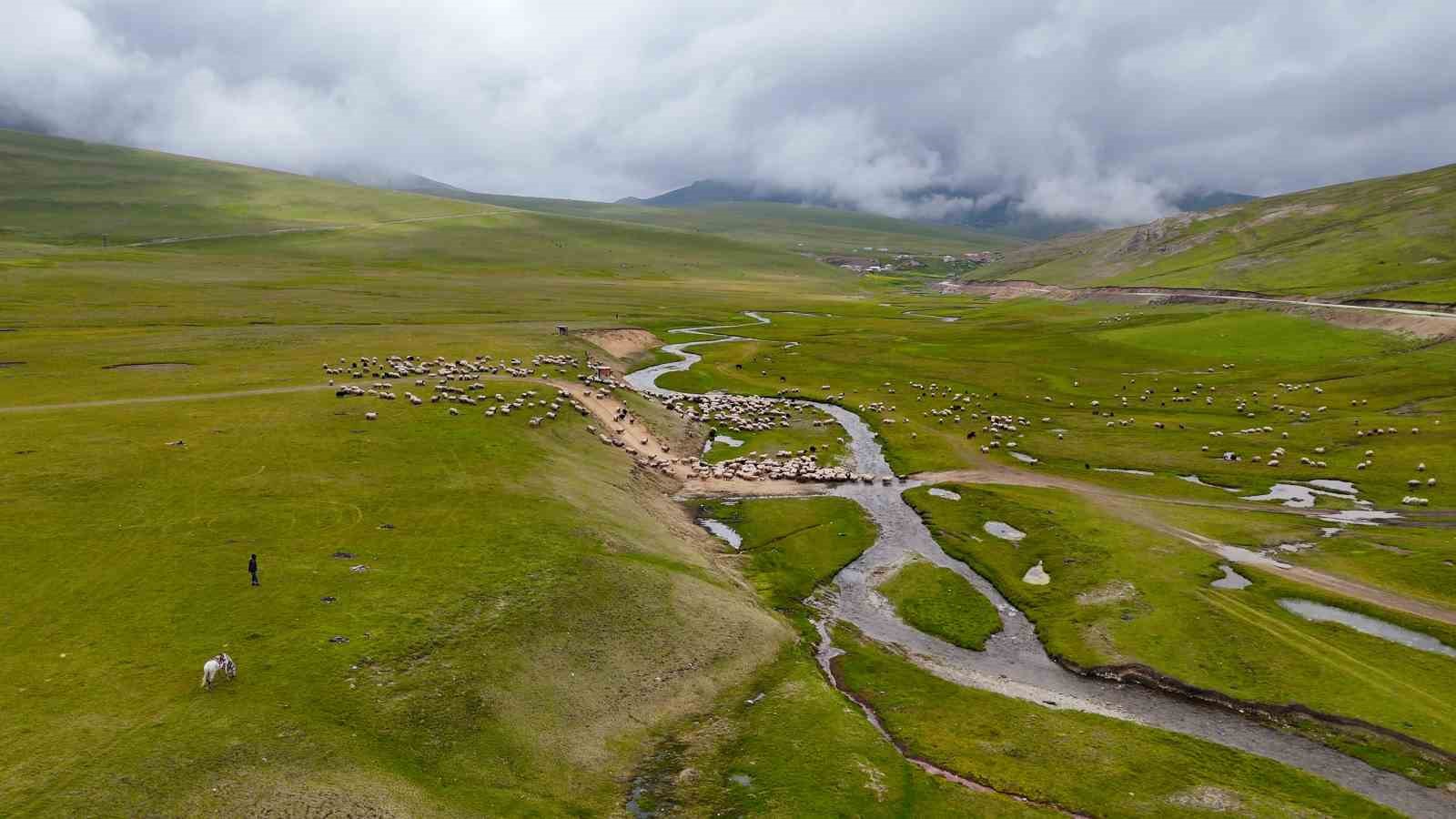 Gümüşhane yaylalarında görsel şölen