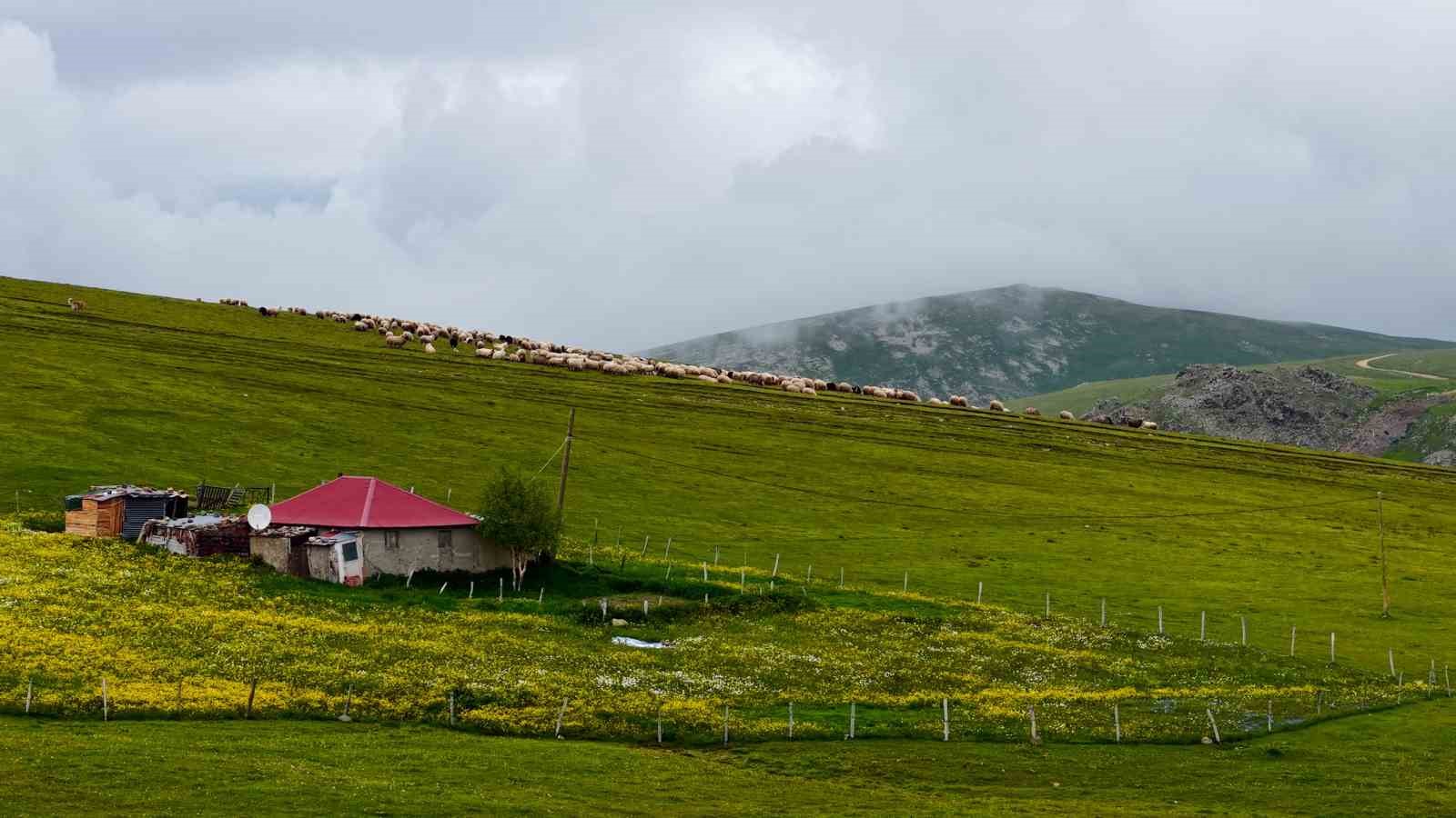 Gümüşhane yaylalarında görsel şölen
