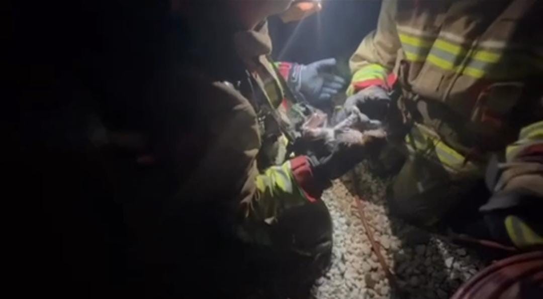 Yangında mahsur kalan kediye yürek ısıtan şefkat