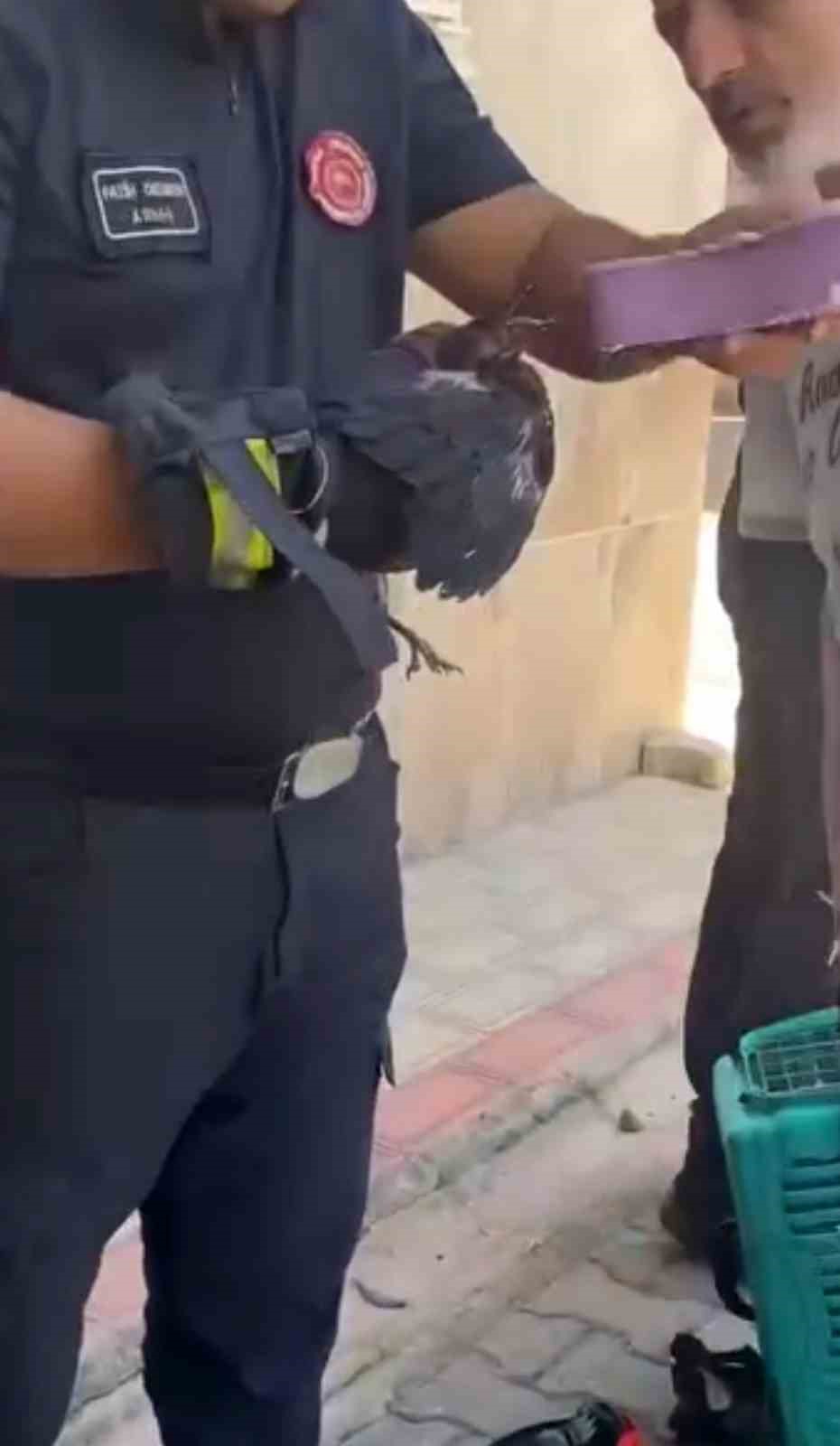 Bursa’da yürekleri ısıtan kurtarma Yavru karga ağaca sıkıştı, çaresizce bekledi