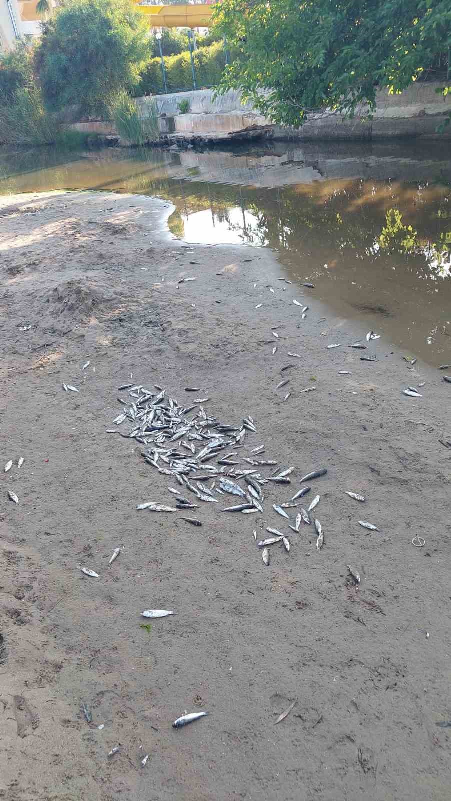 Manavgat&rsquo;ta balık &ouml;l&uuml;mleri alarm verdi, kimyasal kirlilik inceleniyor
