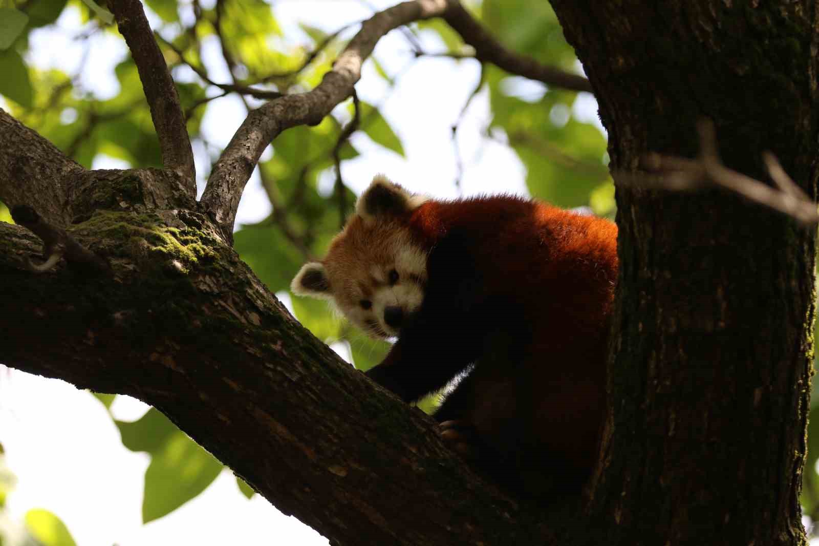 D&uuml;nyada sayılı bulunuyor: &Ouml;zel bakımla yaşatılıyor
