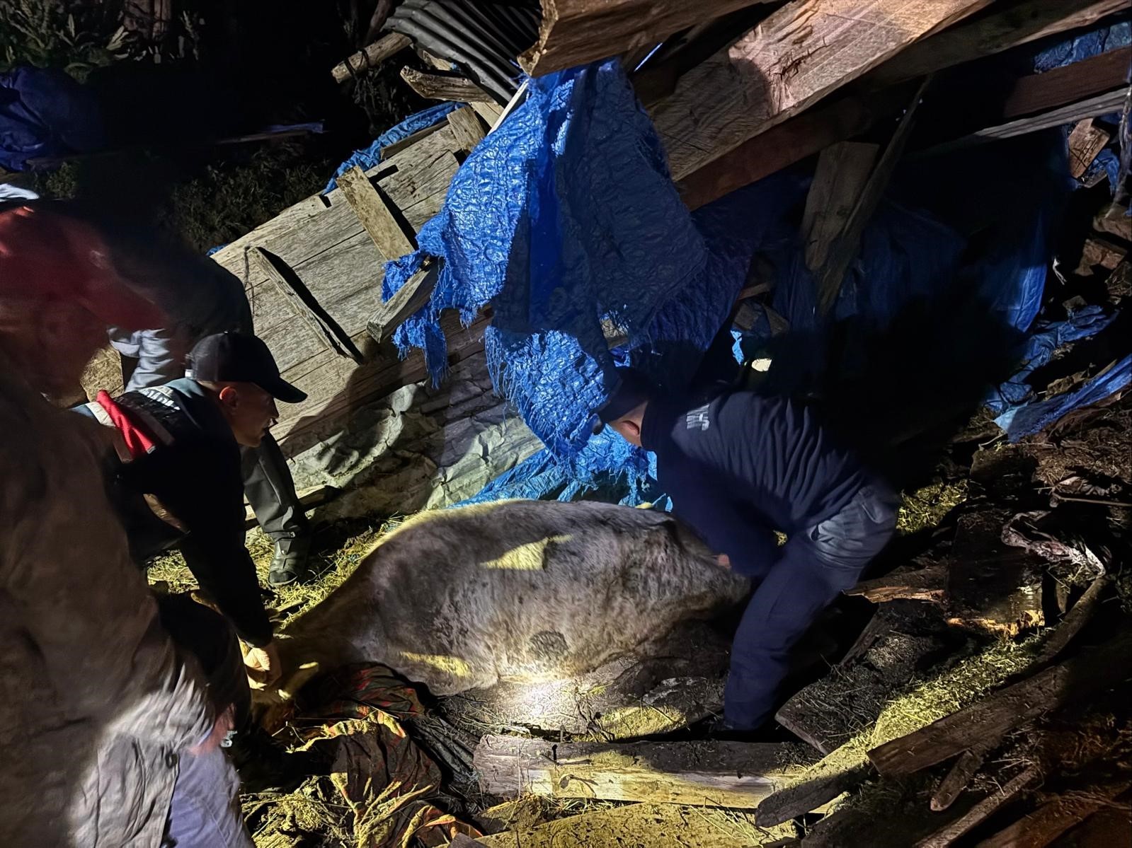 Artvin’de çöken ahırda mahsur kalan 33 büyükbaş hayvan kurtarıldı
