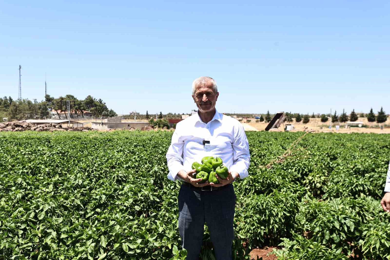 Başkan Tahmazoğlu, tarlada patlıcan ve biber hasadına katıldı
