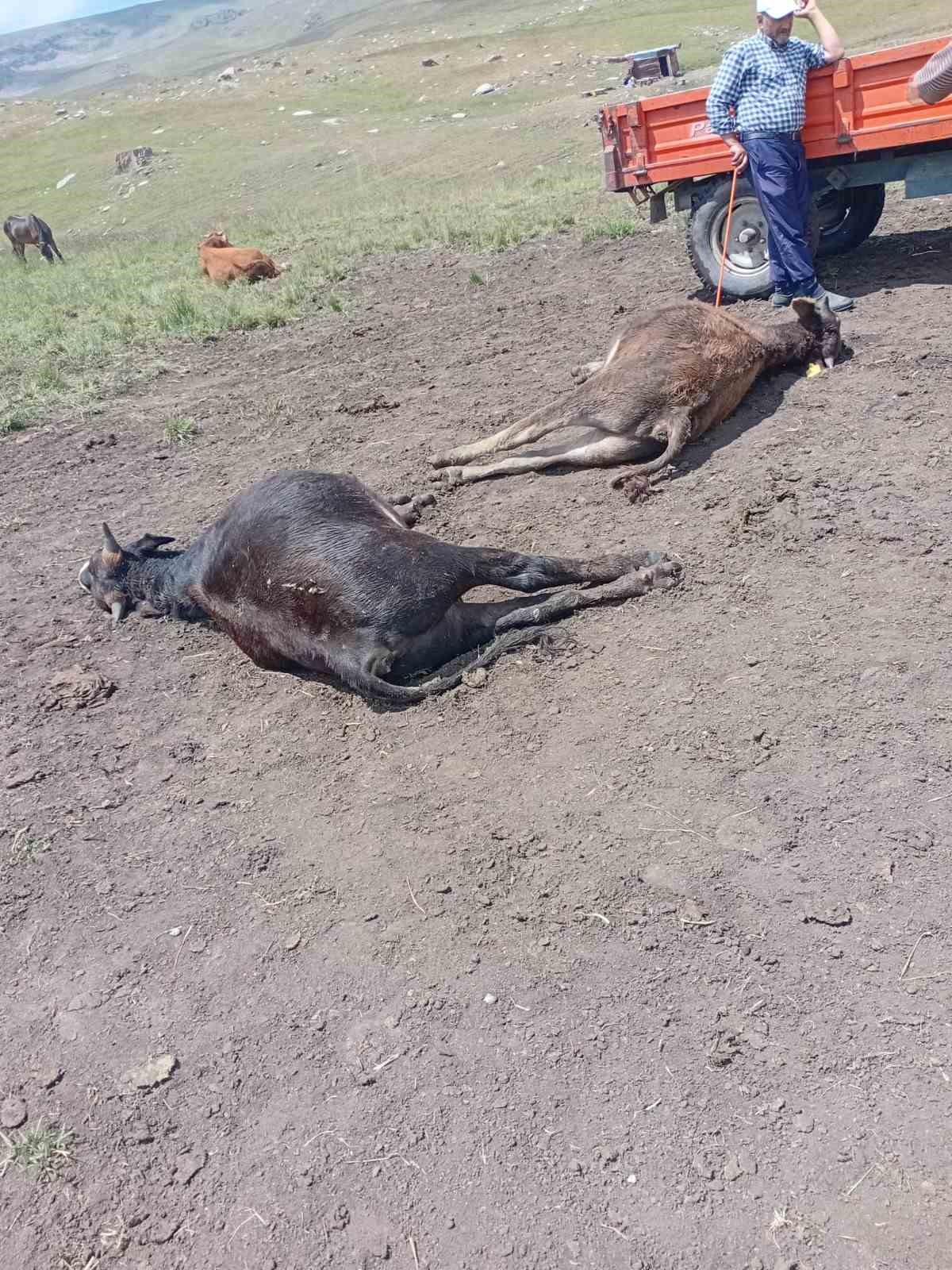 Oltu’da yıldırım düşmesi sonucu 4 büyükbaş hayvan telef oldu