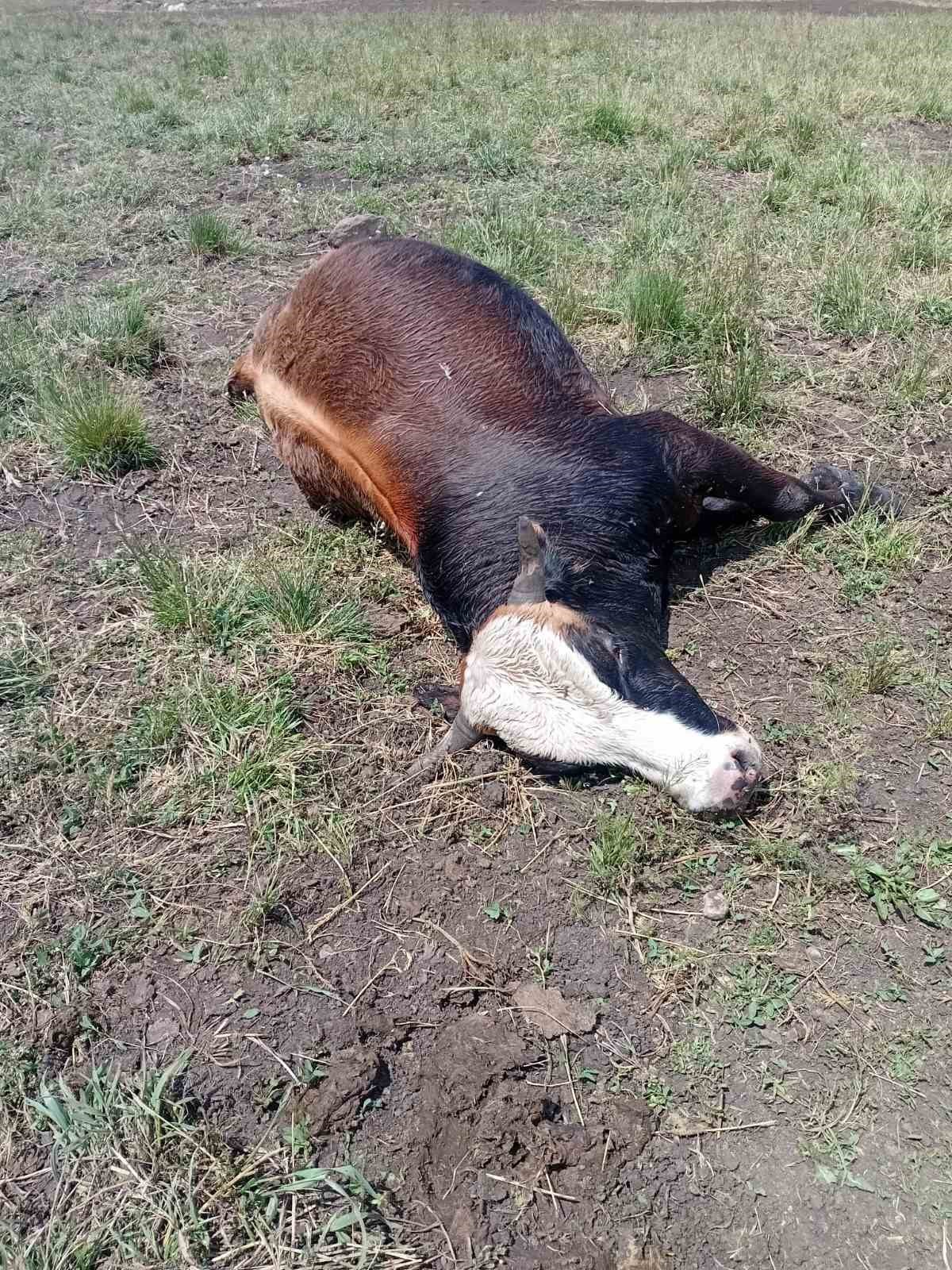 Oltu&rsquo;da yıldırım d&uuml;şmesi sonucu 4 b&uuml;y&uuml;kbaş hayvan telef oldu
