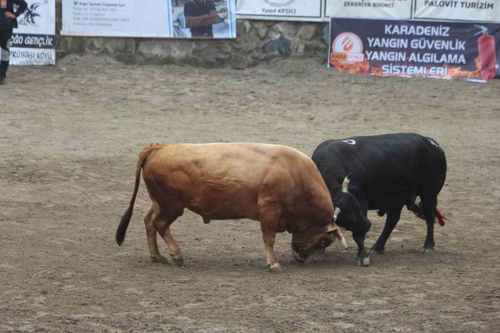 Ayder’de boğa güreşleri renkli görüntülere sahne oldu