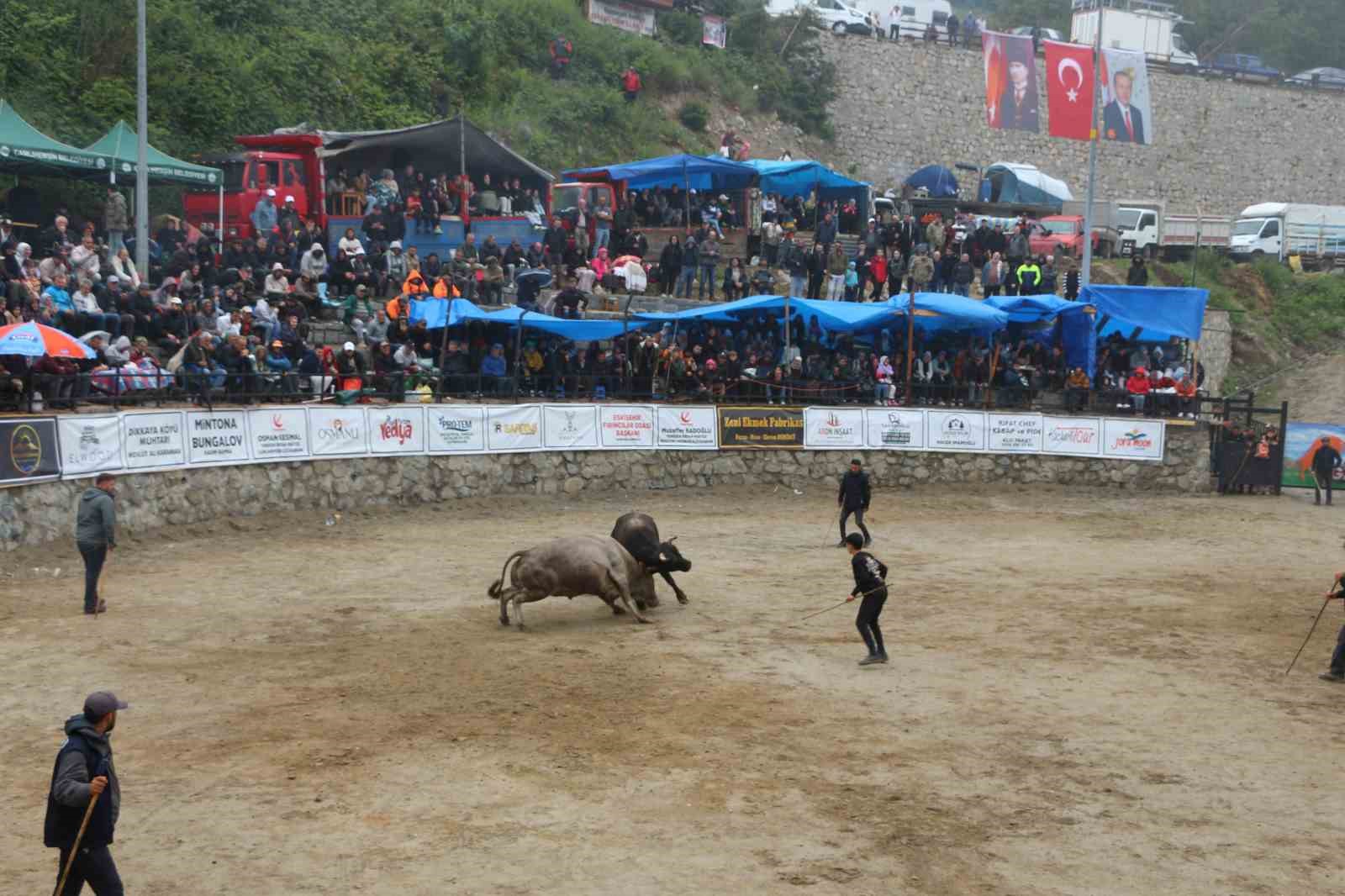 Ayder&rsquo;de boğa g&uuml;reşleri renkli g&ouml;r&uuml;nt&uuml;lere sahne oldu
