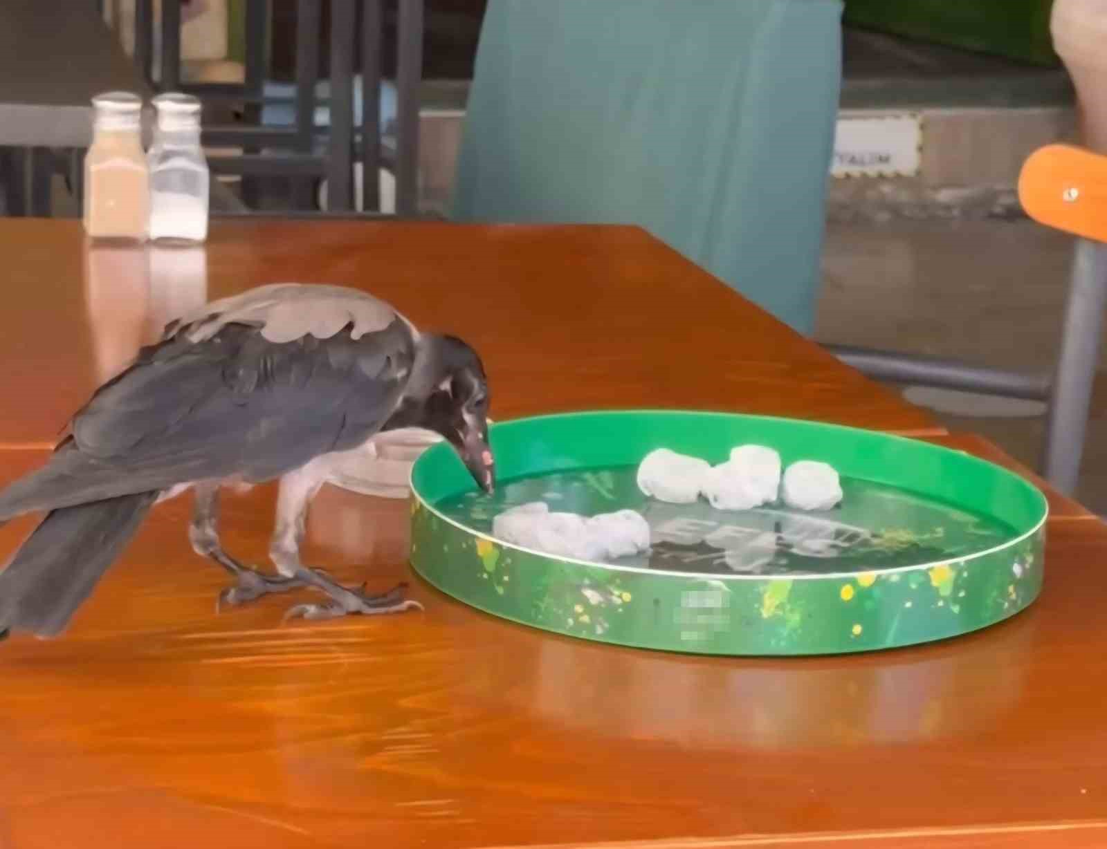 Sıcağa dayanamayan karga çarşı çarşı dolaşıp su içti, karnını doyurdu