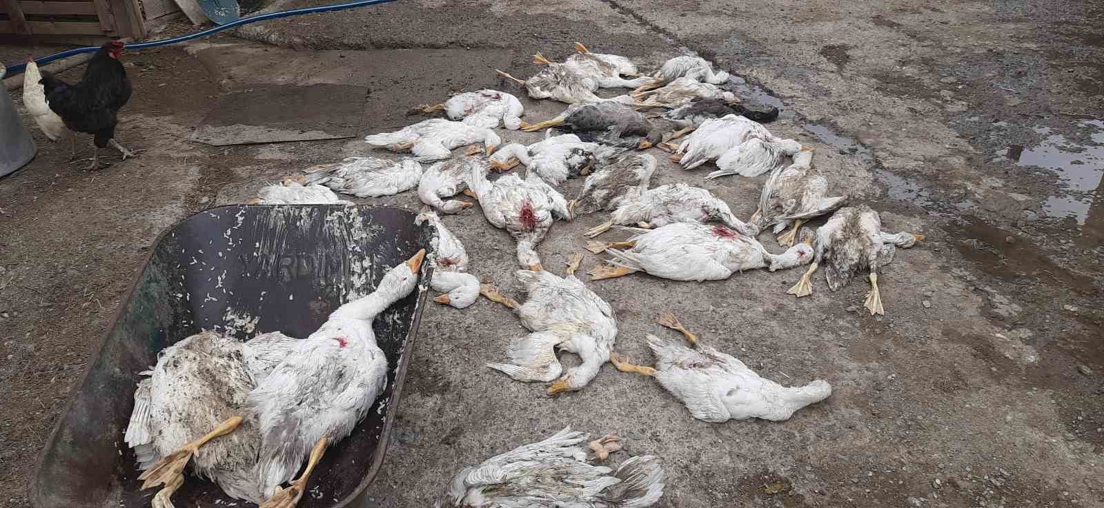 Samsun’da 26 kaz telef oldu