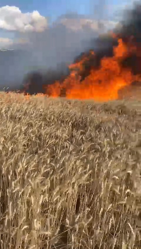 Bursa’da buğday tarlası alev alev yandı