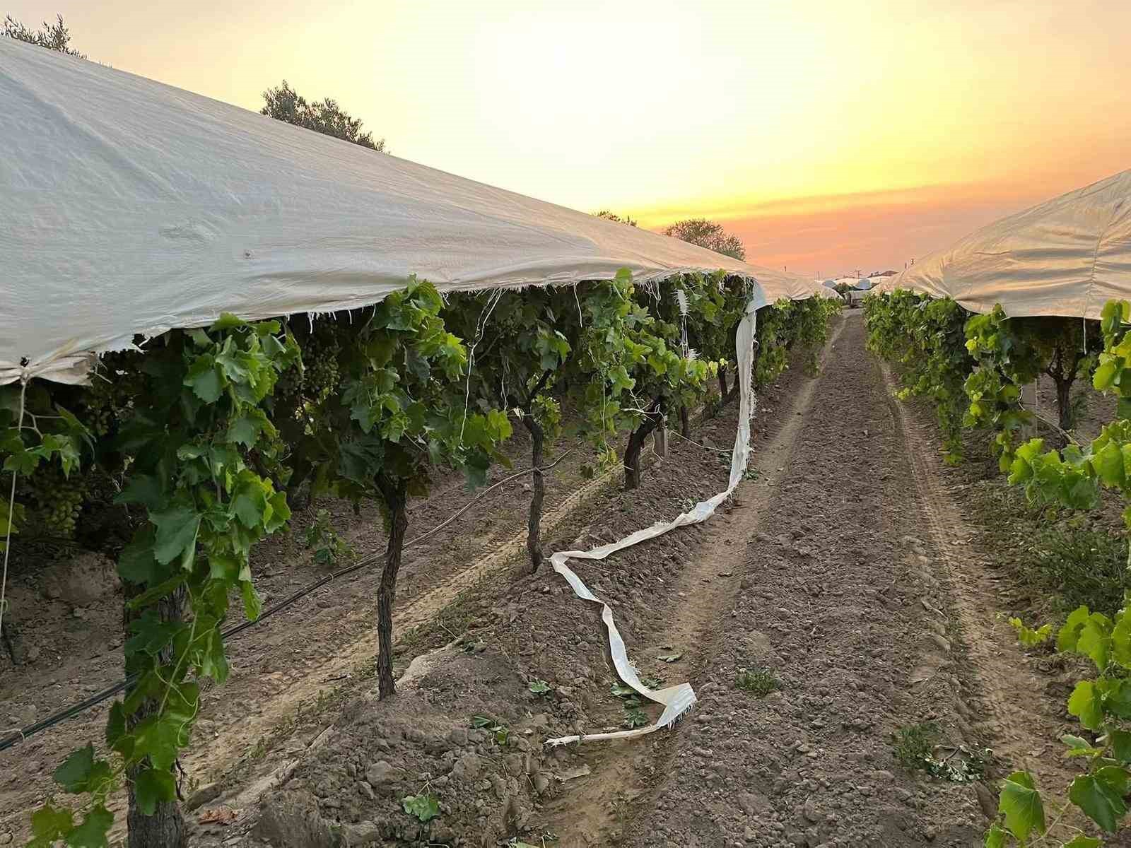 Traktör yolunu şaşırdı, üzüm bağına zarar verdi