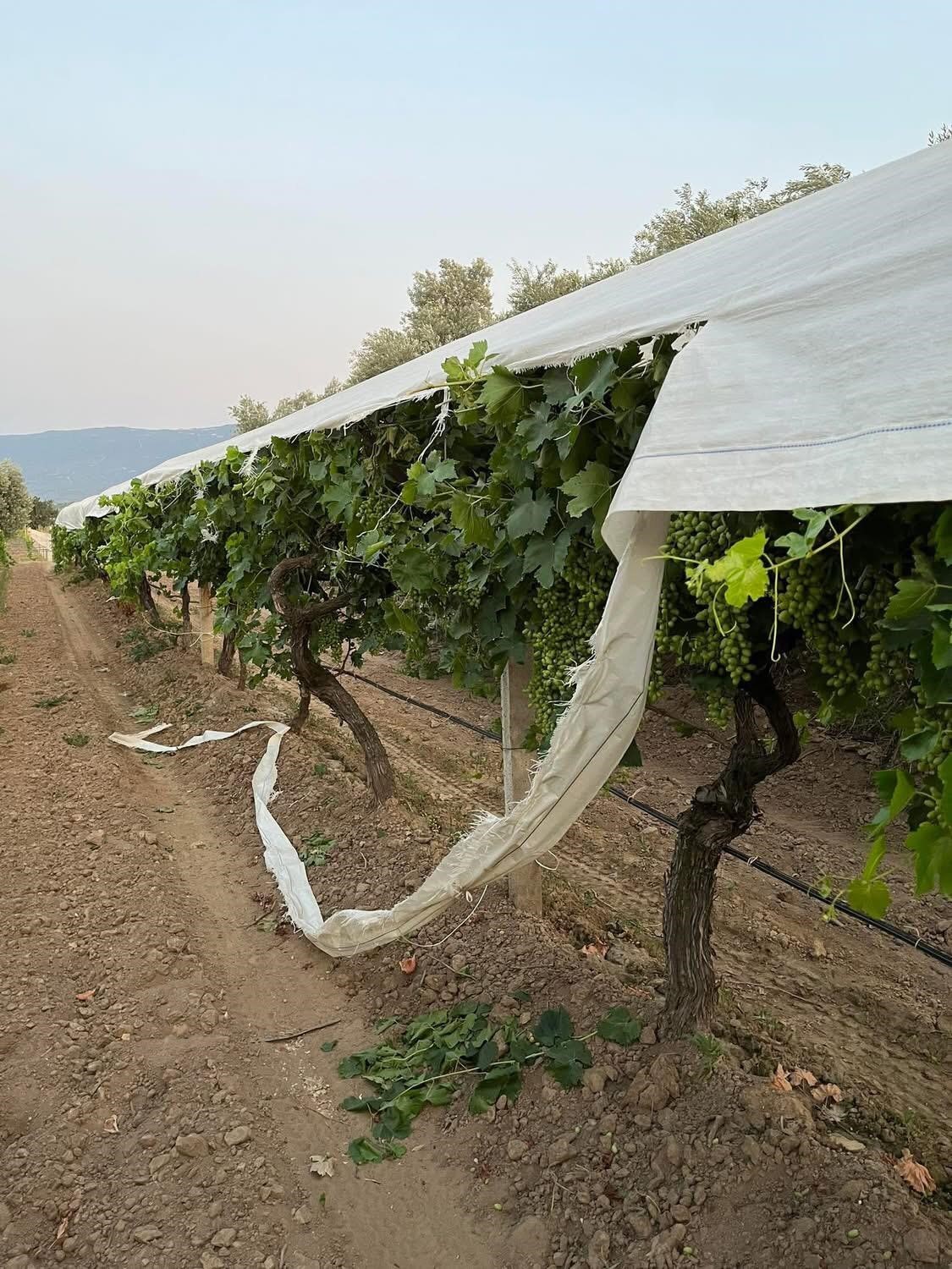 Traktör yolunu şaşırdı, üzüm bağına zarar verdi