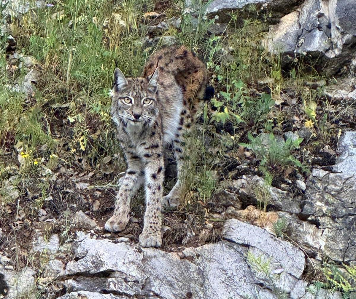 "Ormanın hayaleti" vaşak Kemaliye’de görüntülendi
