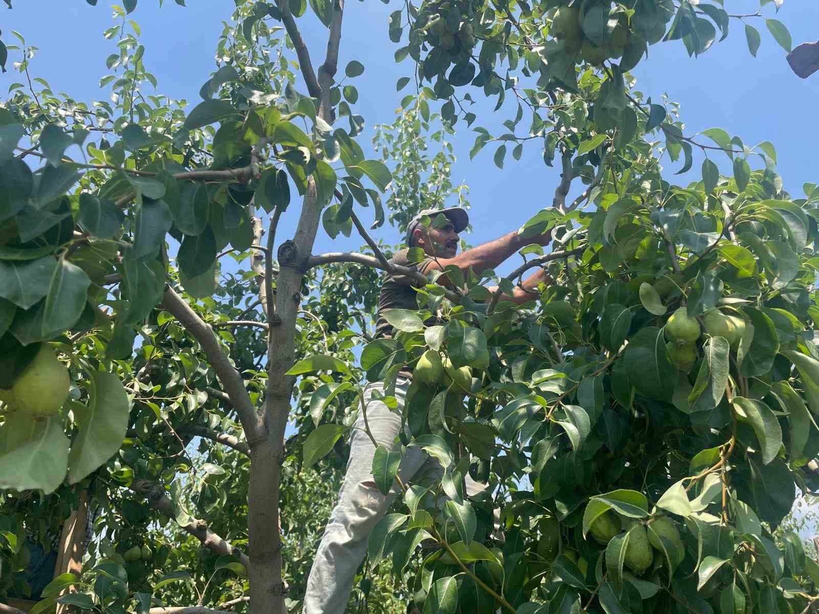 Armut dalda kilosu 40 lira