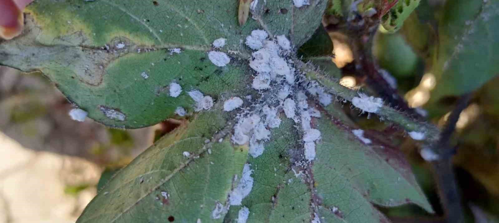 Aydın’da pamuk üreticilerini tedirgin eden zararlı ’Pamuk Unlubiti’ tespit edildi