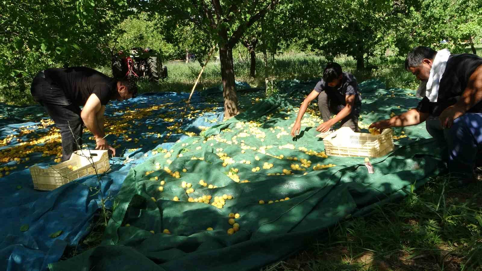 Malatya’da zirai dondan etkilenmeyen bölgelerde kayısı hasadı başladı