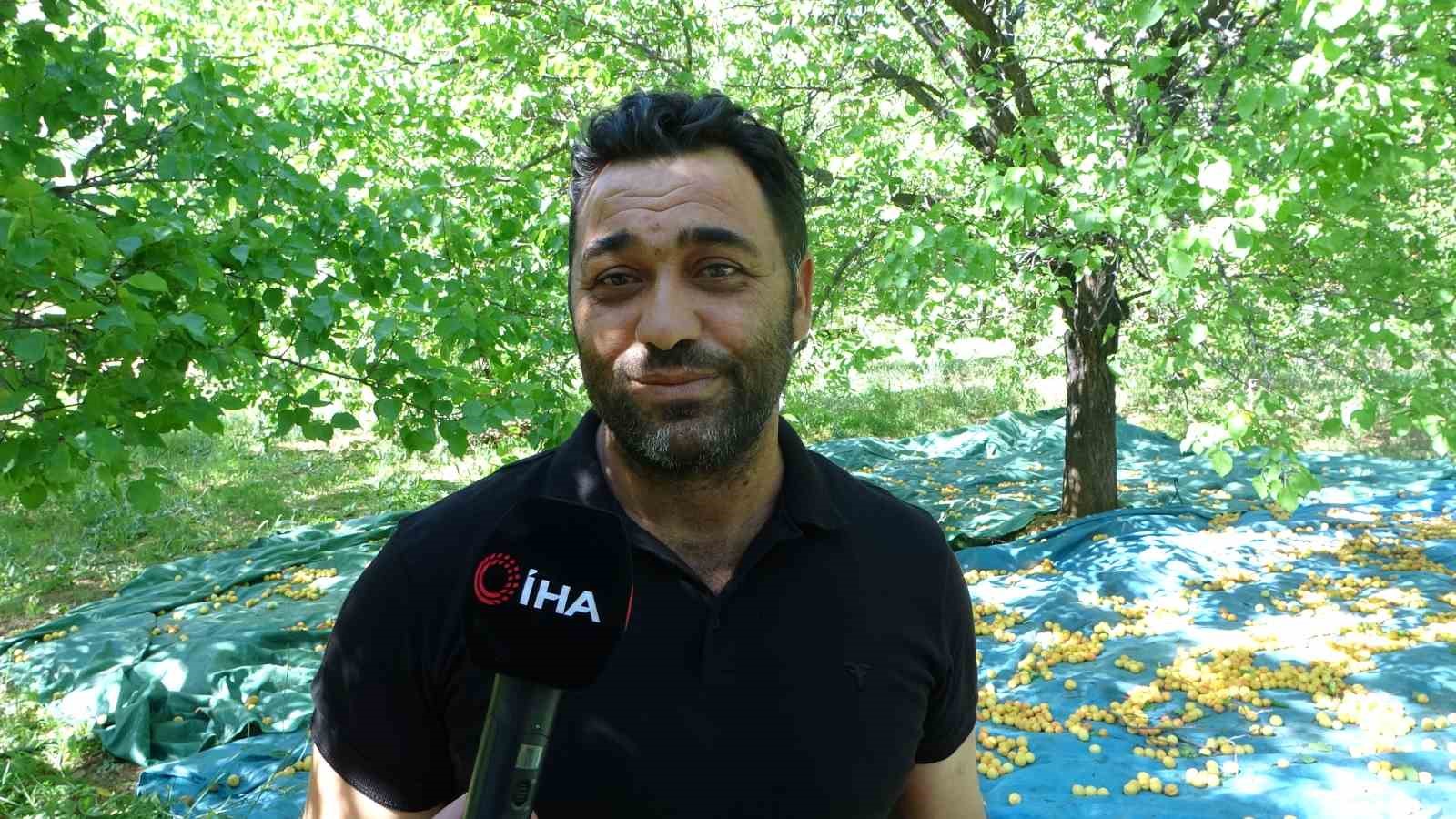 Malatya’da zirai dondan etkilenmeyen bölgelerde kayısı hasadı başladı
