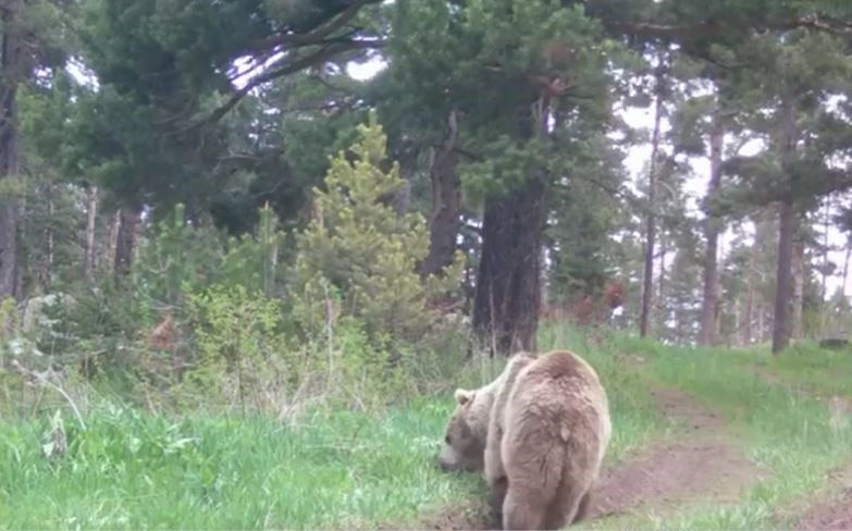 Bozayı ormanda ot yerken görüntülendi