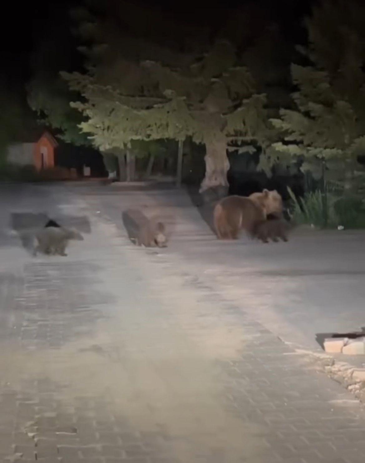 Uludağ&rsquo;da boz ayı paniği...Yavrularıyla &ccedil;&ouml;p karıştırırken saldırdı
